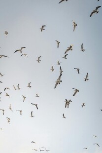 群鸟翱翔天际