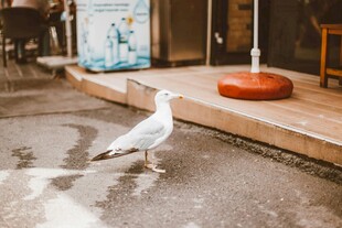 街道上的一只站立海鸥