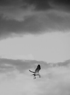 孤鸟翱翔于云海之上