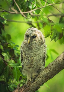 树枝上的猫头鹰
