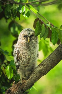 树枝上的猫头鹰