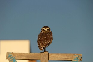 木杆上的猫头鹰