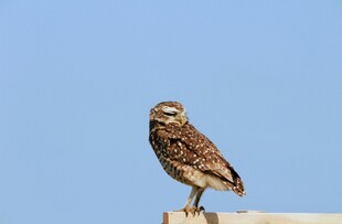 站在平台上的猫头鹰