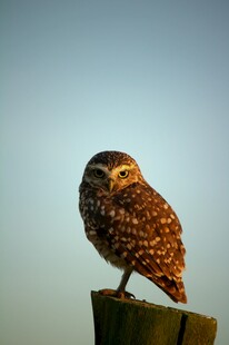 站在木桩上的猫头鹰