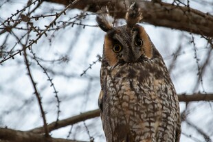 树枝上的猫头鹰