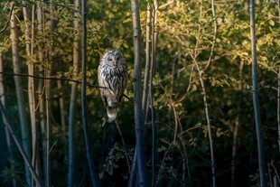 芦苇丛中的隐匿鸟儿