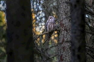 林间栖息的猫头鹰
