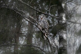 树枝上栖息的神秘鸟儿