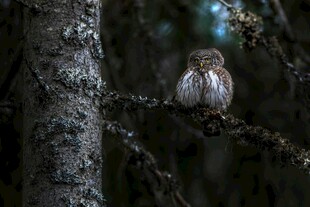 树枝上的小巧猫头鹰