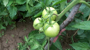 青番茄挂在枝头