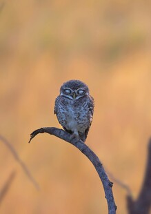 枝头的小巧猫头鹰