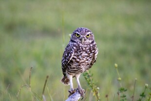 草地上站立的可爱猫头鹰