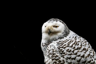雪地中的猫头鹰特写