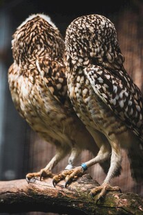 两只猫头鹰并肩站在枝头