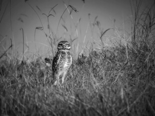 草丛中的猫头鹰
