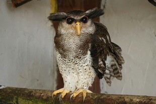 猫头鹰栖息于枝头