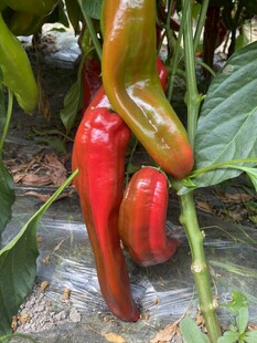 辣椒