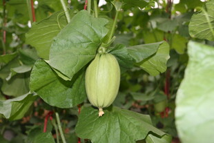 藤蔓上的青嫩瓜类果实