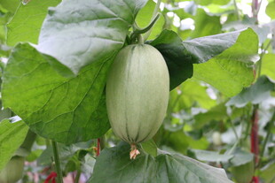 藤蔓上的椭圆瓜