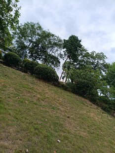 山坡绿植景观