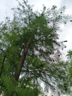 挺拔树木