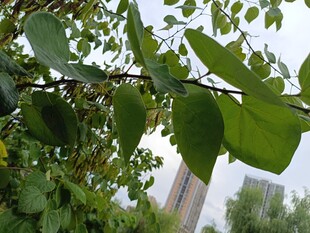绿叶繁茂的树枝