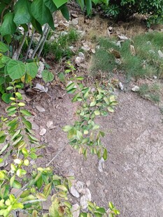 小径旁的绿植景观