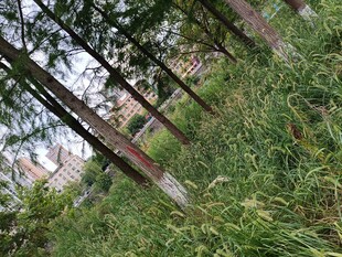 茂密森林中的树木与草地