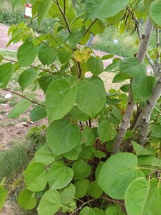绿叶繁茂的植物特写