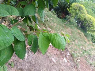 绿叶繁茂的山间植物