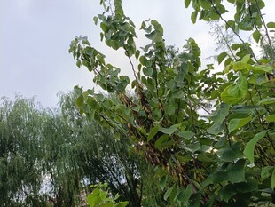 绿叶繁茂的树木景观