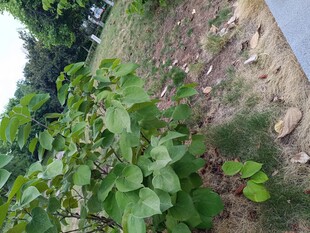 田边生长的绿色植物