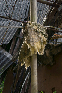 破旧屋檐下的鸟巢