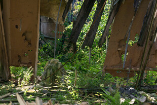 废弃建筑中长出的繁茂绿植