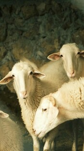 一群羊的温馨画面