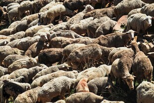 成群绵羊聚集的壮观场景