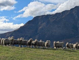 草原上的羊群与巍峨山峦