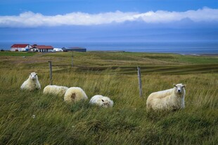 草原上的悠闲羊群