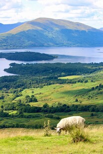 草原湖畔牧羊景