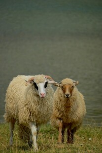 田野中的两只可爱绵羊