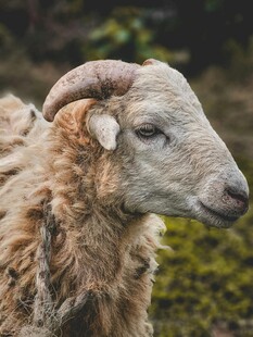 长角绵羊特写