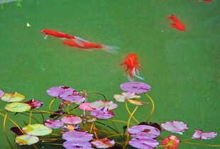 锦鲤睡莲