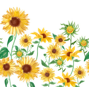 向日葵花丛插画