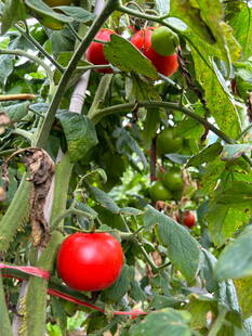 枝头红番茄