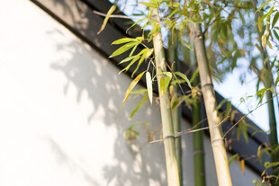 苏州园林建筑局部