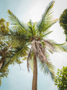 仰望挺拔的高大椰子树