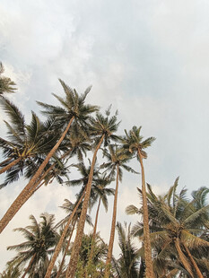 高耸入云的热带棕榈树林