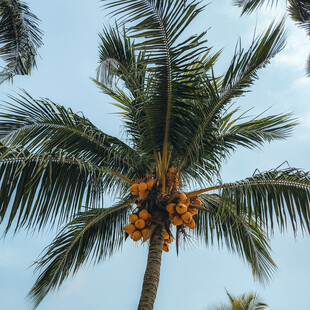 高大椰树挂着金黄椰子
