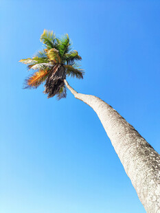 仰望蓝天中的高大椰子树