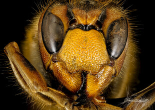 黄蜂头部特写